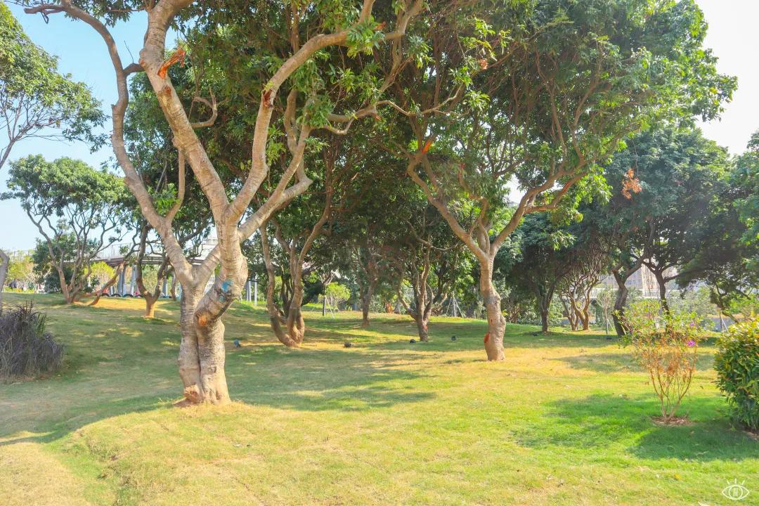 深圳免费景点好玩排名,深圳这些新公园免费玩