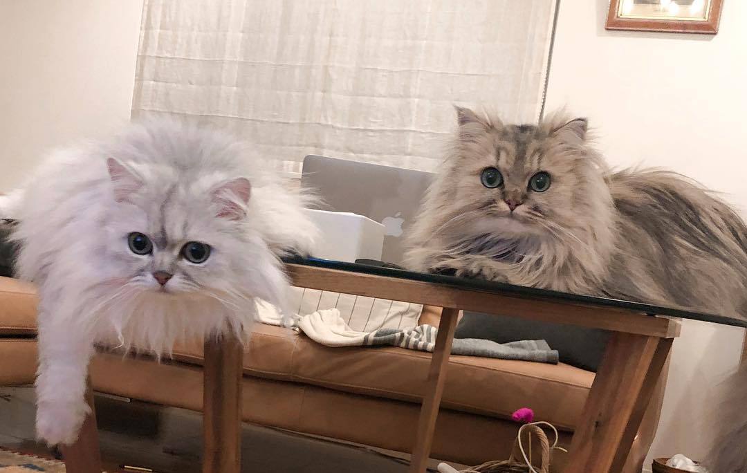 怎么培养猫咪玩游戏,猫咪如何玩儿游戏