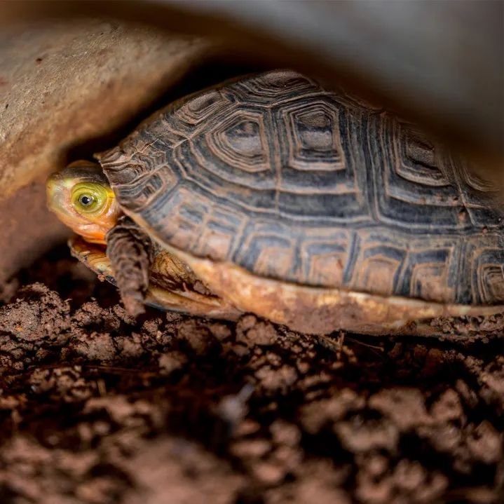 自制超火爆的网红甜品有哪些,顺德传统甜品双皮奶