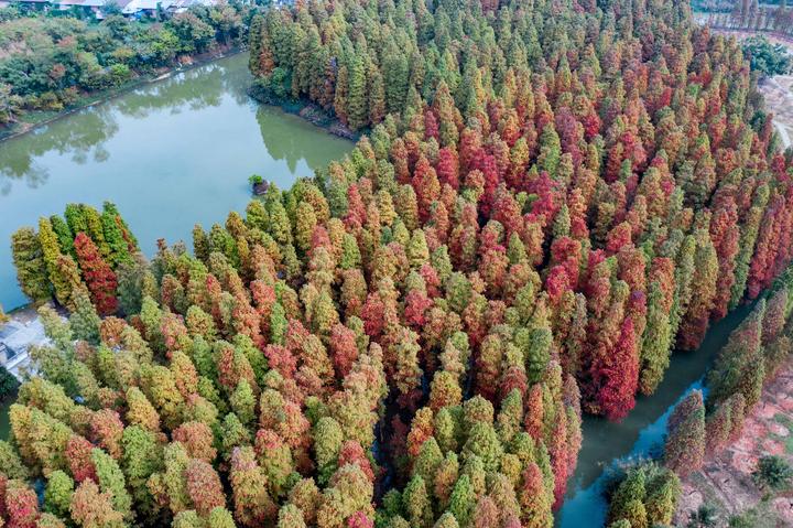 星湖冬日燃情，比落羽杉还要红的是什么？#我和湿地有个约会#