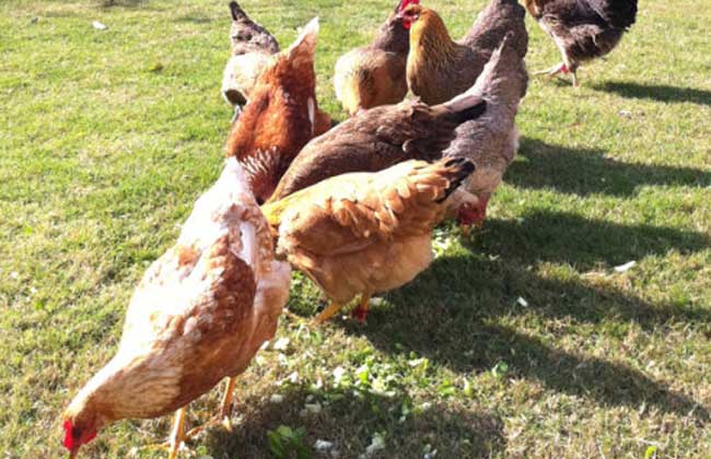 几月养小鸡最佳,小鸡怎么养最好