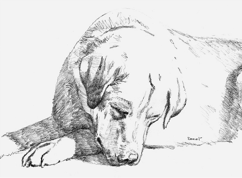 一百幅动物素描,近百幅动物画