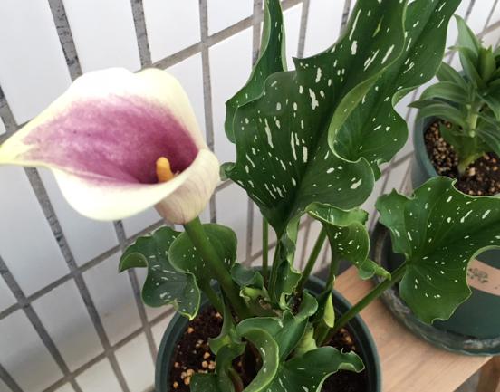 马蹄莲盆栽的养殖方法和注意事项,马蹄莲冬季养护