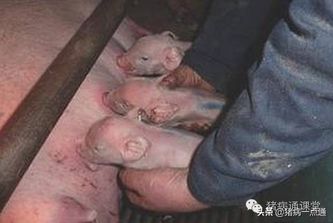 非看不可的超级经典,农村养猪人每天分享养猪经验