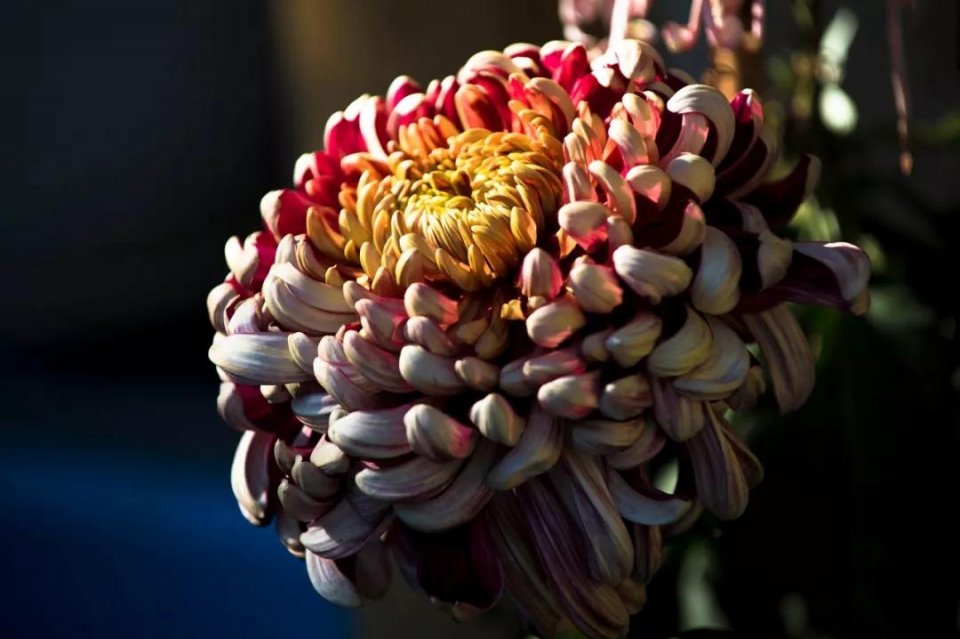 人民币花卉图案分别是什么花,19年第五版人民币花卉