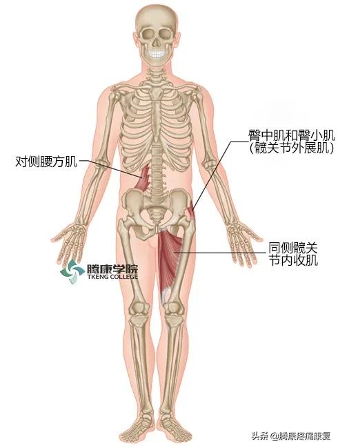 骶髂关节疼痛一招解决,缓解骶髂关节疼痛的六个训练动作