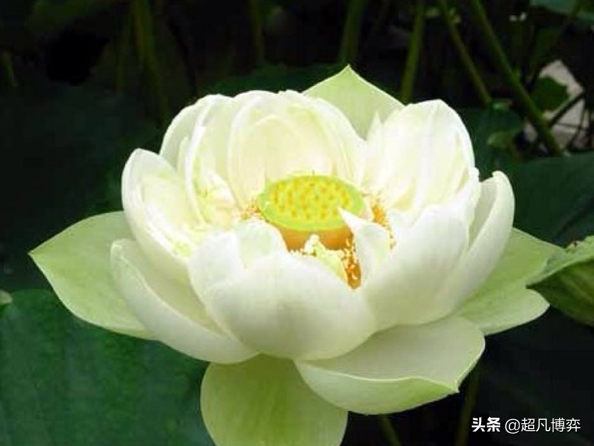 拈花微笑出自哪部佛经,拈花微笑典故