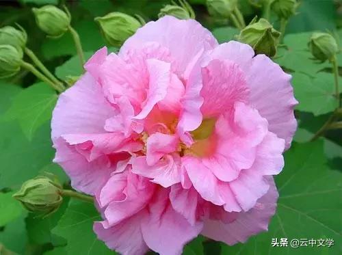 花语大全100种花图片,100种花的花语太全了