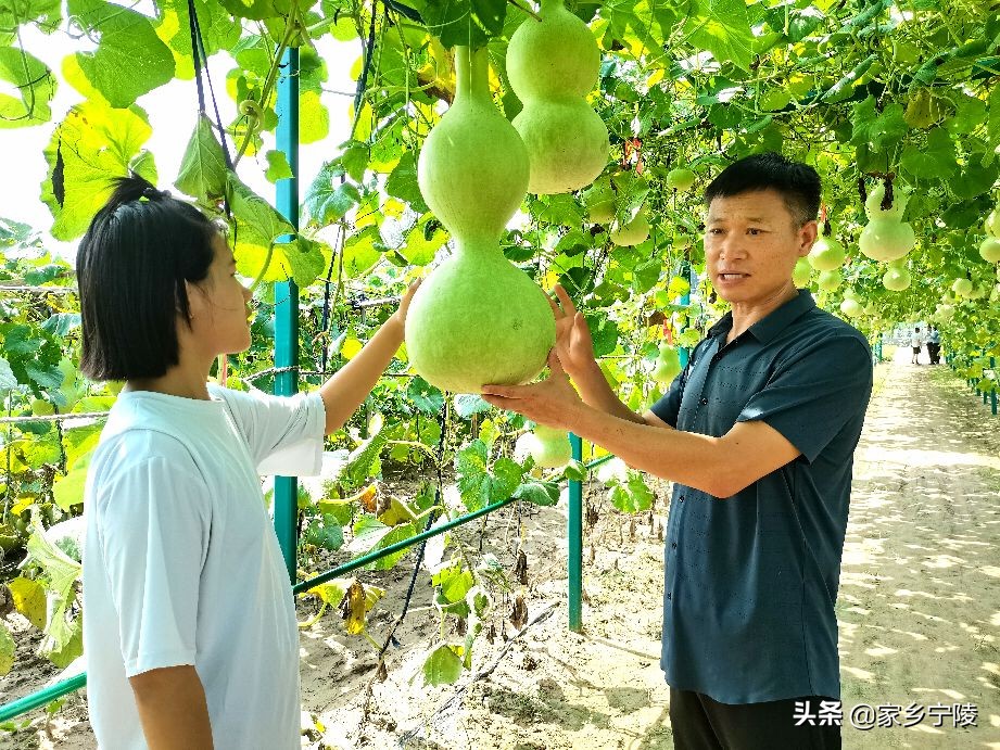 葫芦大观园开园,葫芦大观园一游