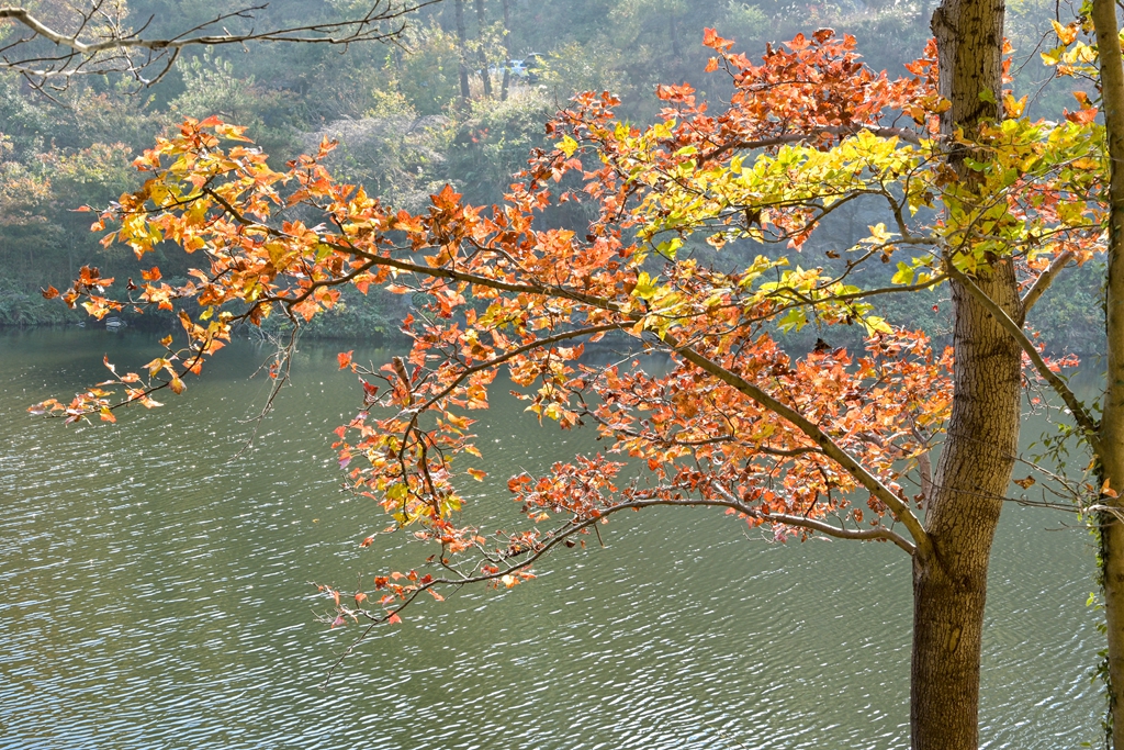 清凉寨美景,世界著名金秋山水风景油画