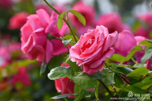 大美新蔡生态水城,大美新蔡等你来