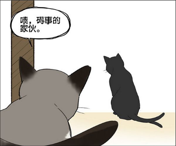 仓鼠跑步速度有多快,仓鼠跑步的速度有多快