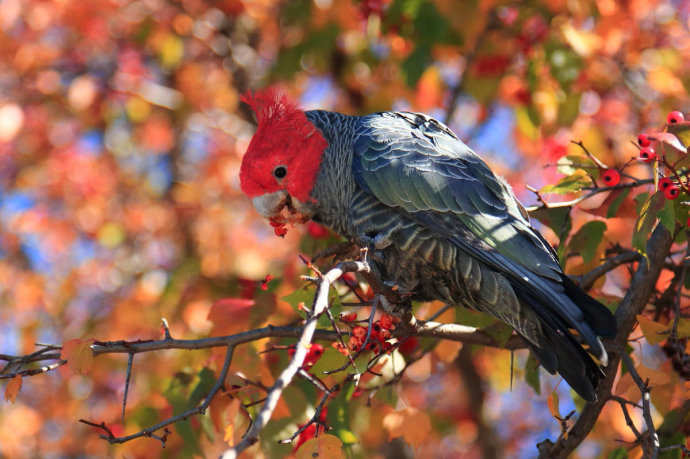 最常见的凤头鹦鹉,世界上最美丽的凤头鹦鹉