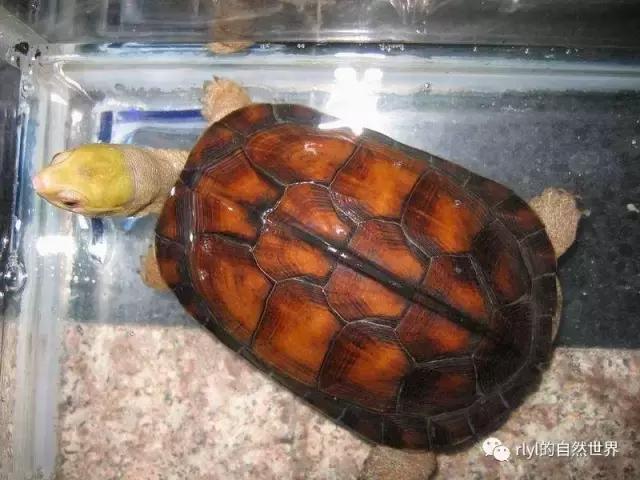 黄喉拟水龟注意事项,黄喉拟水龟种类区别