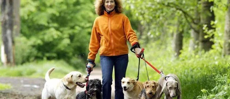 新西兰每家养狗多少只,新西兰养狗的多吗