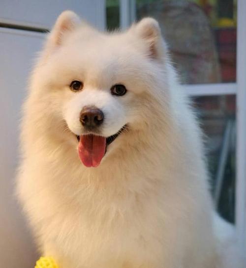 要是经济条件不好要怎么养猫,建议新手养的10种便宜狗狗不掉毛