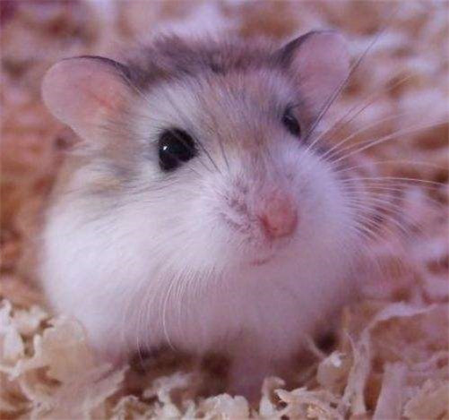 小小的仓鼠有哪些种类,什么种类的小仓鼠最乖呢