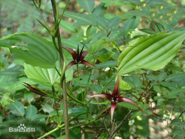 百部能灭苍蝇吗,百部除螨虫吗