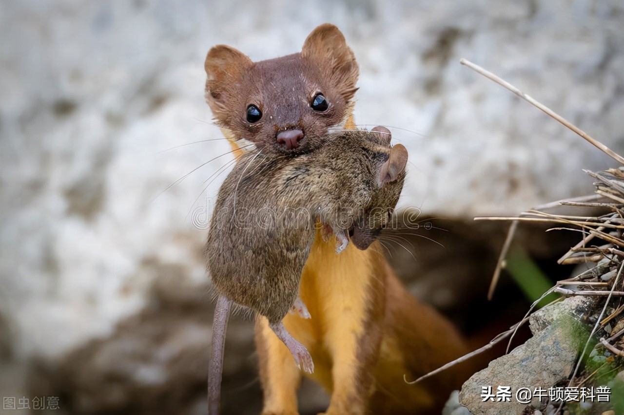 38只黄鼠狼被猎杀案件,捕杀黄鼠狼是什么样的后果