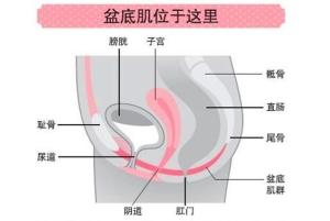 盆底肌小知识,简述盆底肌的解剖结构
