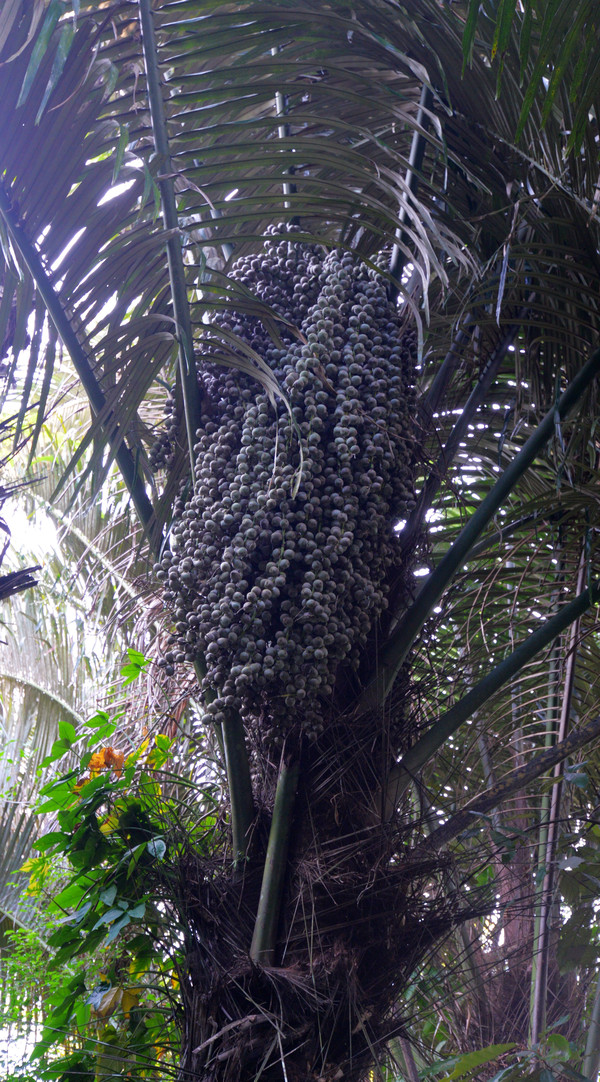 海南呀诺达热带雨林文化旅,三亚诺达雨林旅游攻略