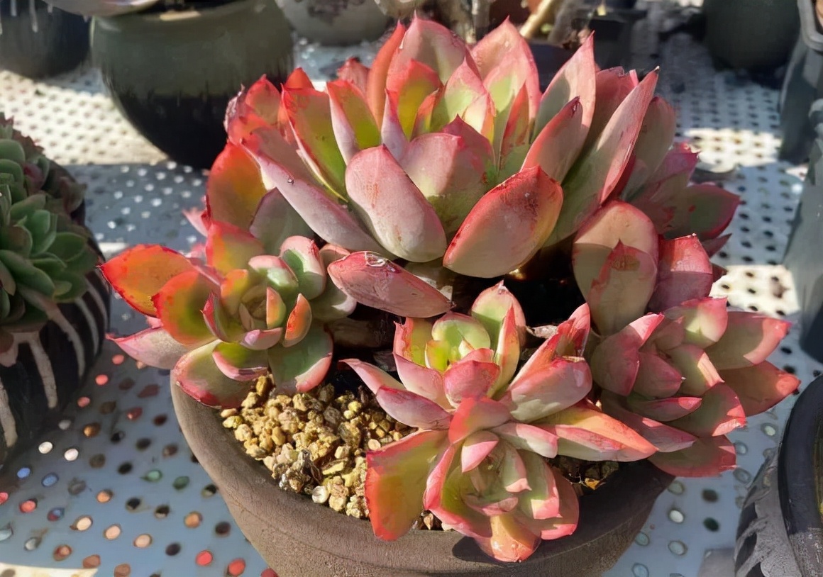 又到了晒肉的季节了,浙江一年一度晒肉季