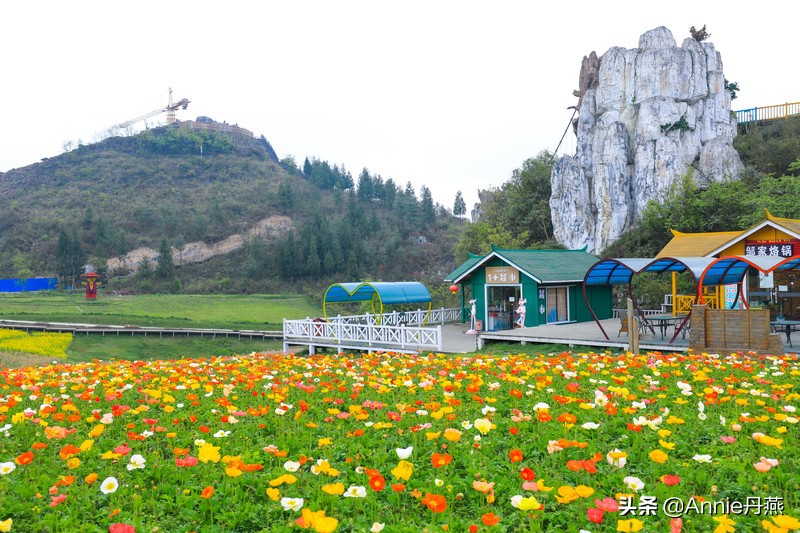 百里杜鹃花开如海,百里杜鹃百里盛开