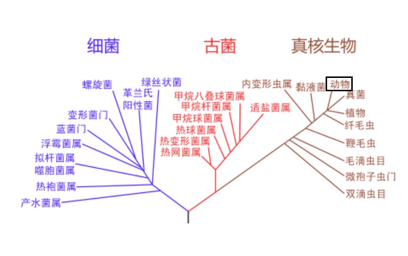 病毒从动物转移到人类身上，会发生什么？