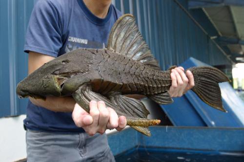 澳洲兔子泛滥为什么不抓来吃,为什么澳洲兔子不能吃