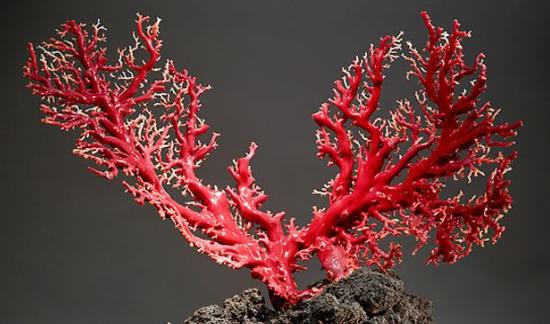 海底红珊瑚图片大全,千年珊瑚