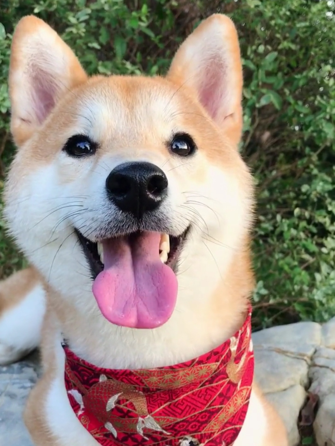 柴犬永远都是笑哈哈的样子萌死啦,柴犬的笑容治愈了多少人