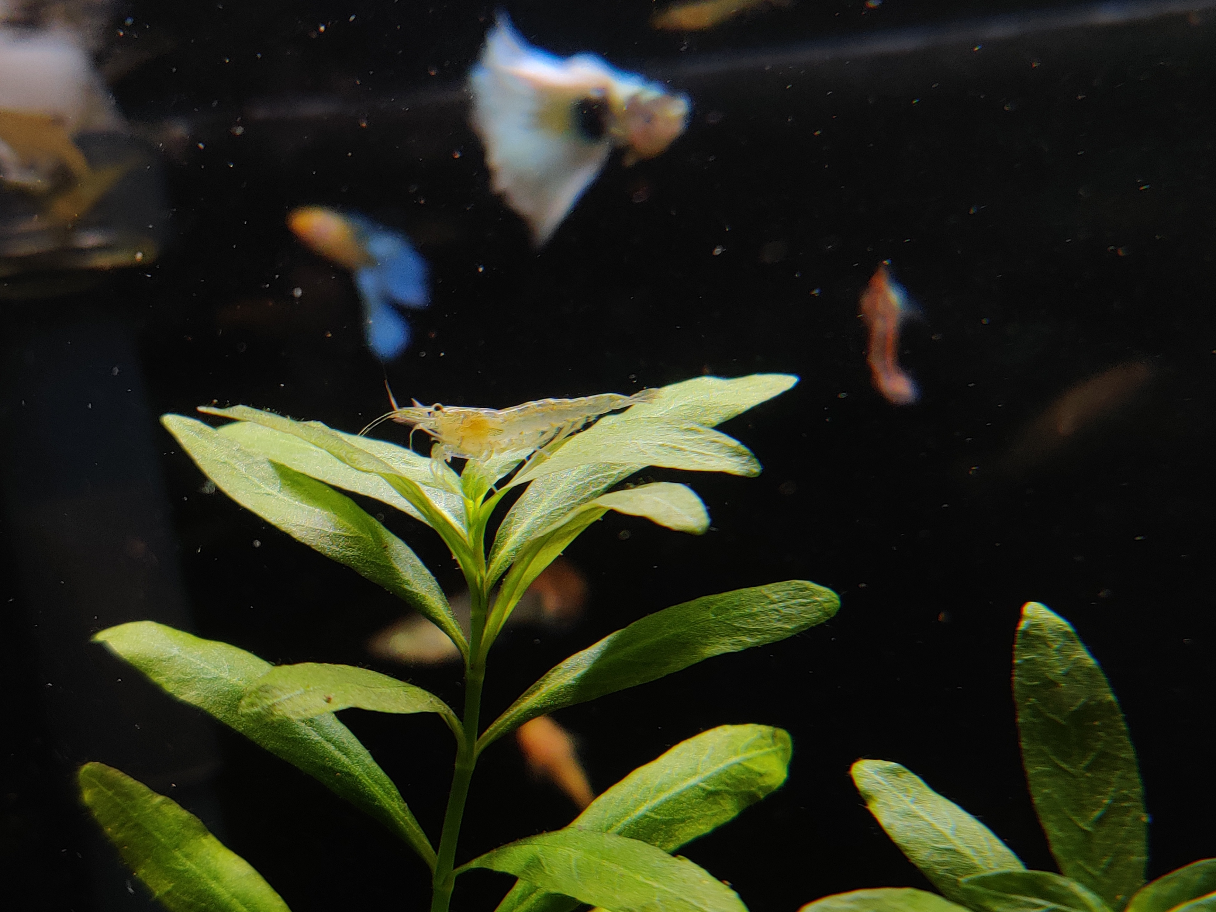 黑壳虾不好好除藻了,黑壳虾除藻有用吗