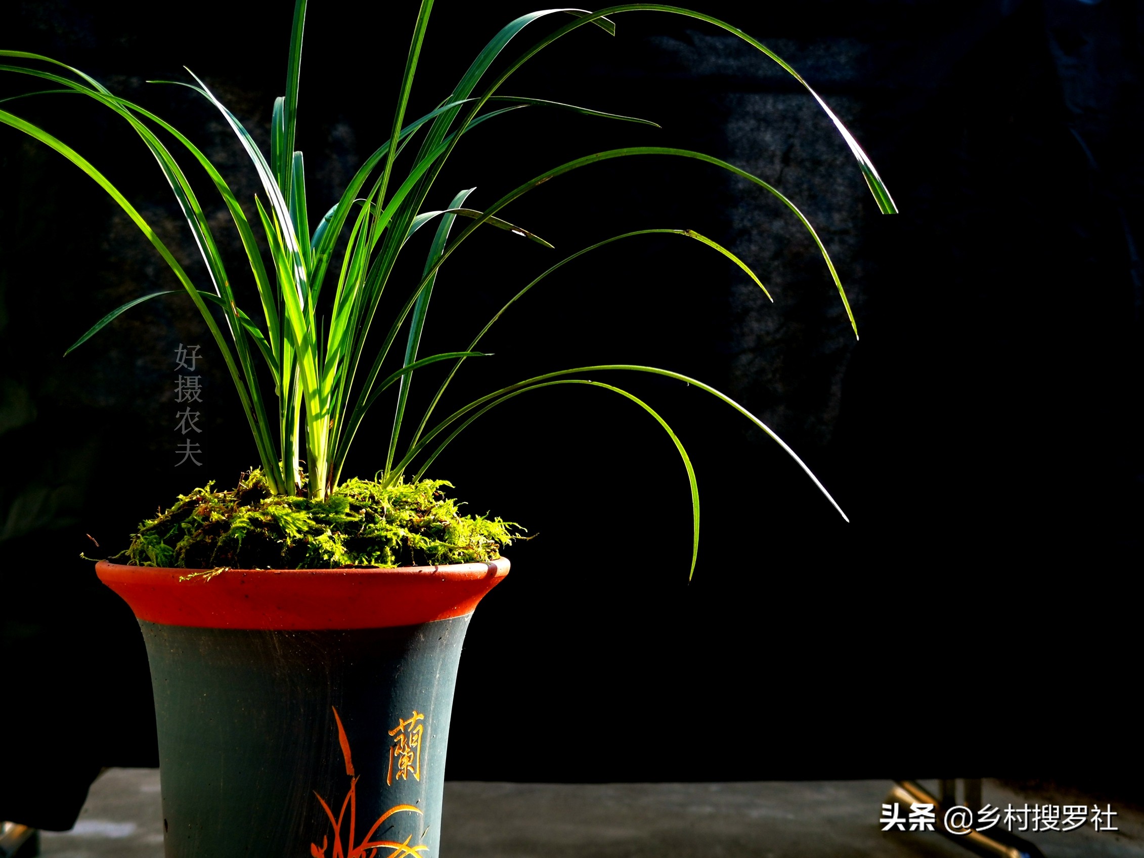 兰花最实用的肥料君子兰,兰花常用肥料有哪些