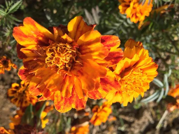 生命汇国际整合医疗|叶黄素可以预防近视?怎么吃?