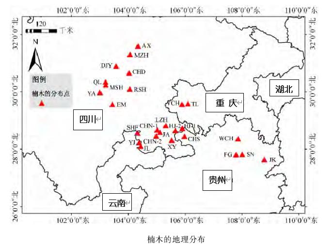 千年楠树被盗伐,为什么金丝楠木都掉价了