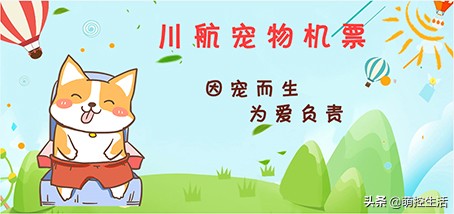 川航“宠物机票”提供单独宠物托运，接送上门服务