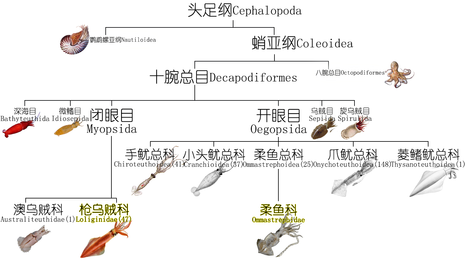海鲜认识和吃法,海鲜解析