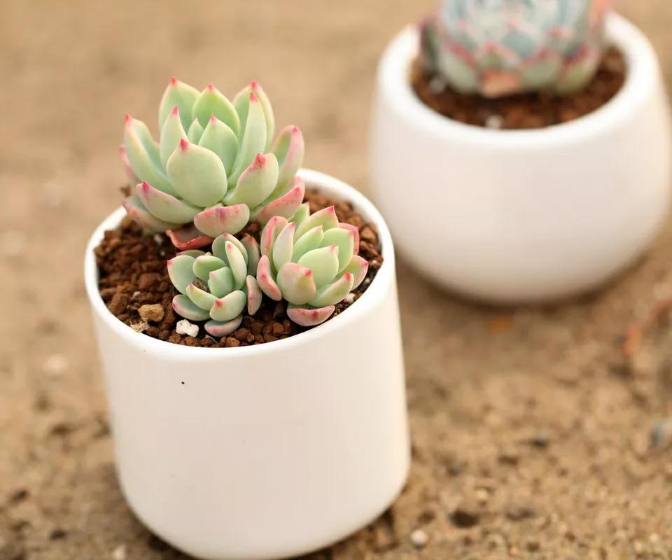 养越久越值钱的植物,养个潜力股