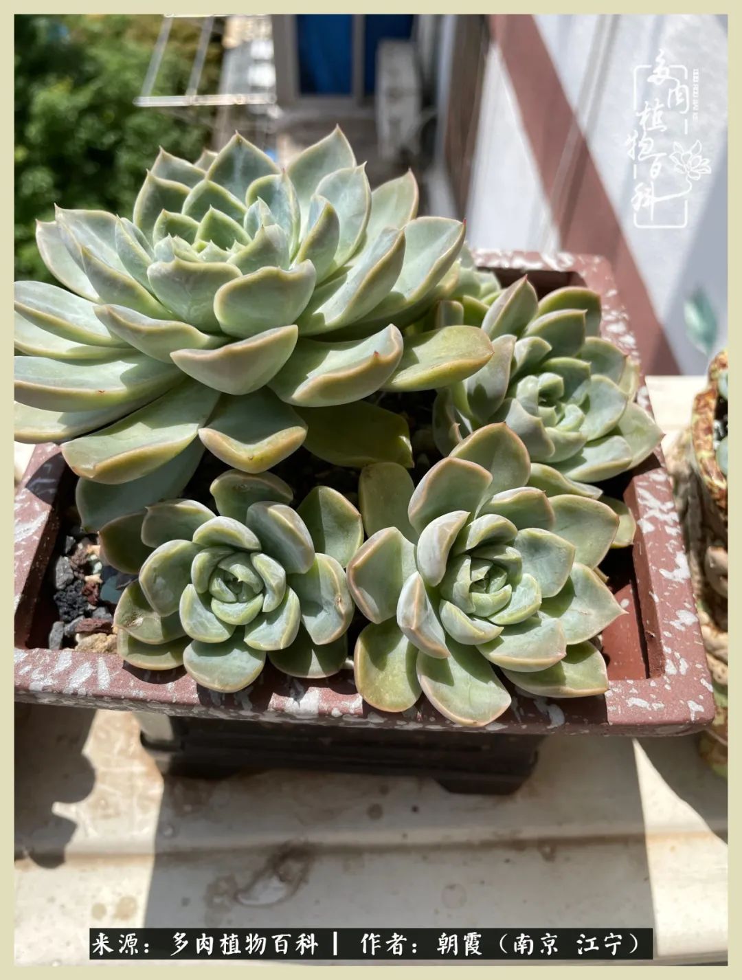 多肉最美的飘枝品种,多肉最美老桩