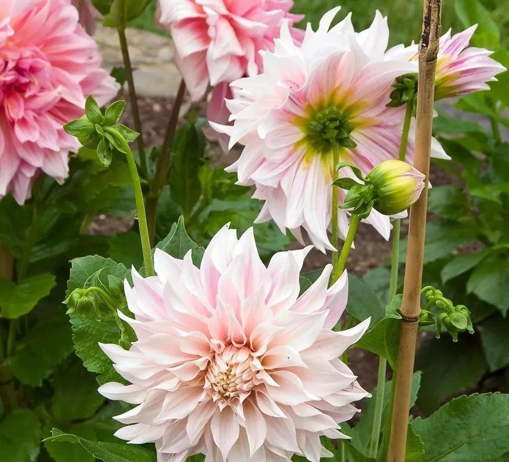 大丽花秋天要起球吗,大丽花怎样越长越好