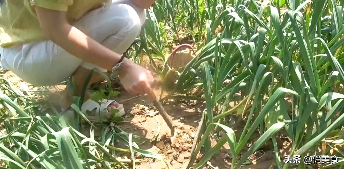 正宗糖醋蒜的腌制方法家常,糖醋蒜的正宗腌制方法