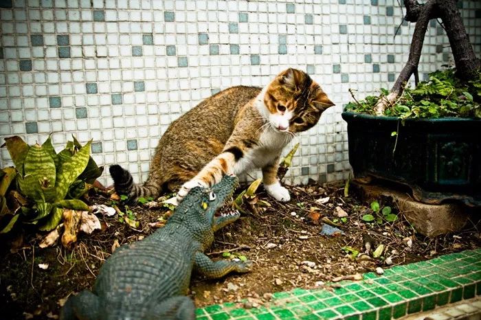 橘猫大螃蟹,橘猫挑战失败视频