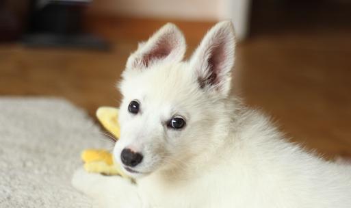 狗子疫苗怎么打避坑,狗子每年都要打疫苗吗