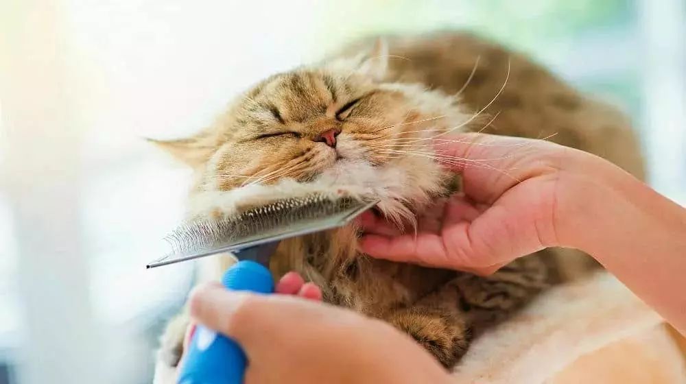 给猫主子梳毛,给猫猫梳毛用什么最好