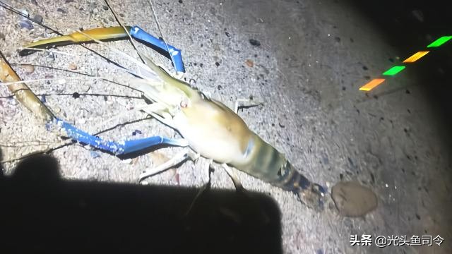 巨型虾入侵,罕见巨虾入侵