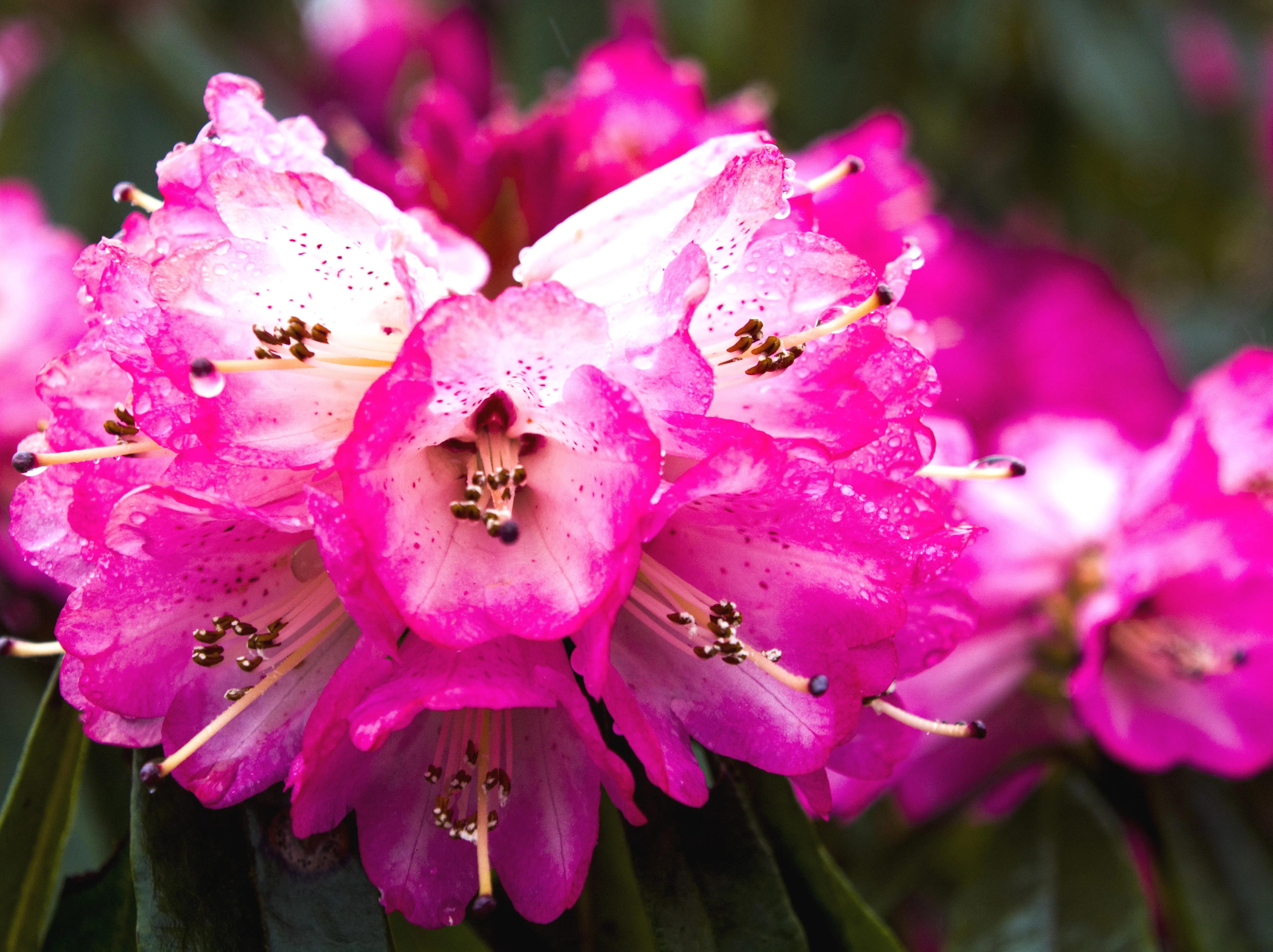 贵州大学1984级管科系同学欢聚毕节录