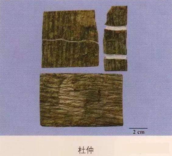 中药材图片大全大图带药名,200多味中药材图谱带图