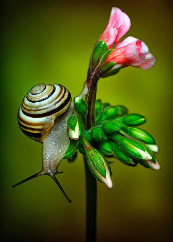 各种各样的真的小蜗牛,美丽的蜗牛图片