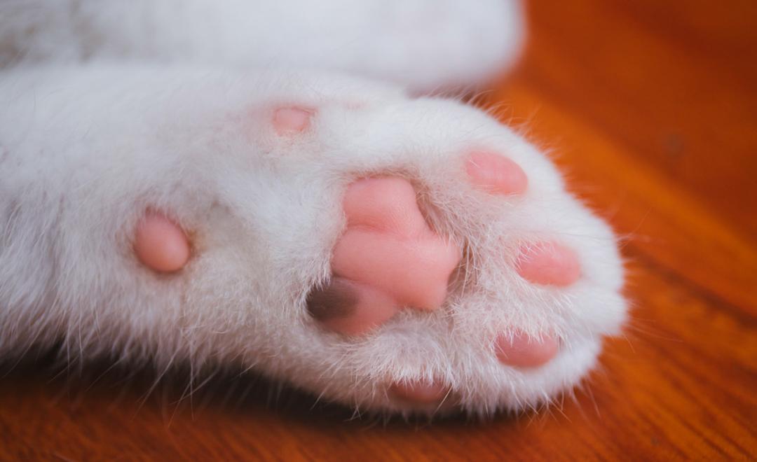 猫咪结膜炎眼球颜色有变化了,猫咪异瞳生病后眼睛变色