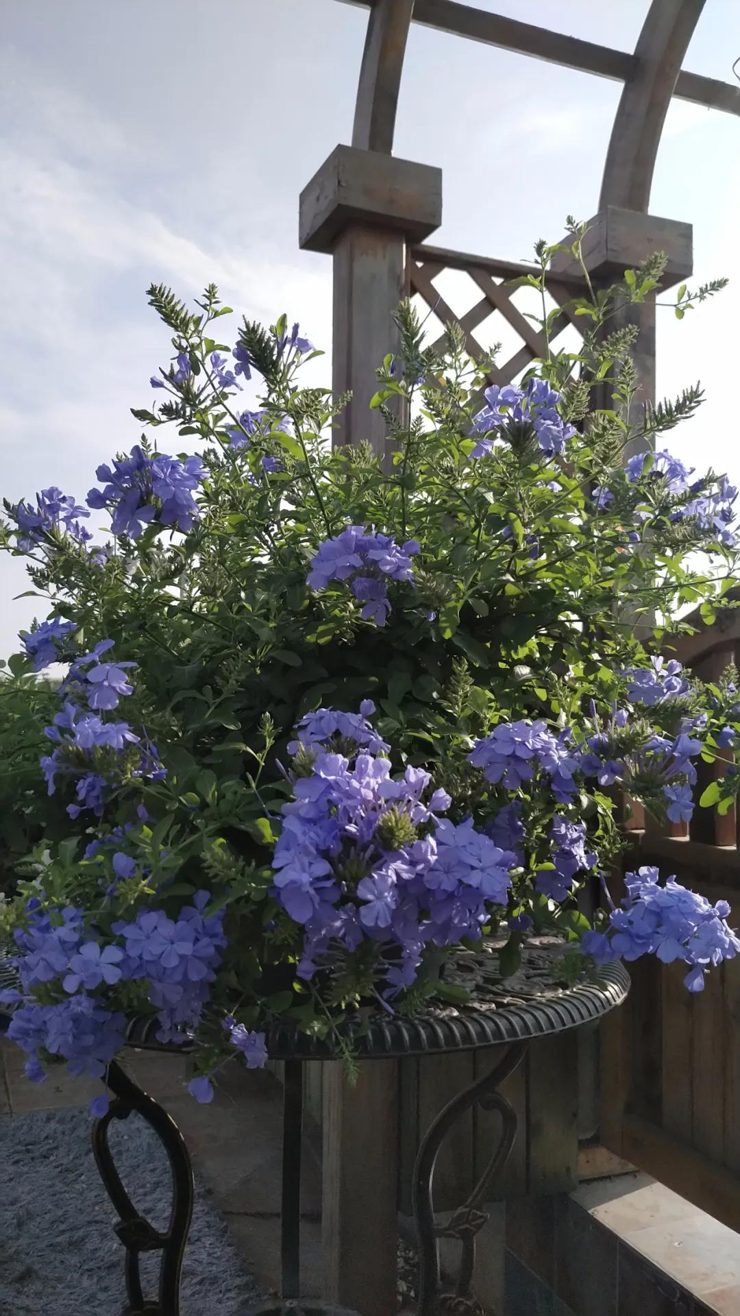 “雪”花那个PiaoPiao，这个世界真好